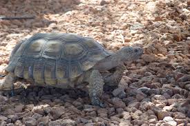 Over 16K comment on highway set for desert tortoise habitat