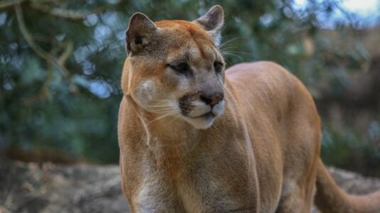 First mountain lion killed by landowner under California law, officials say