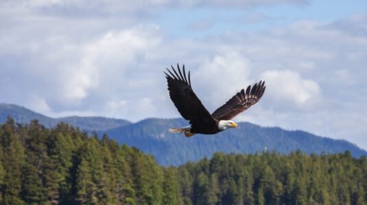 Bald eagle numbers soar to new heights in Wisconsin