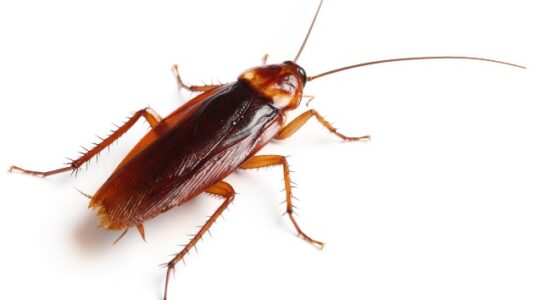 Zoo lets you name cockroach after your ex, feed it to animal on Valentine’s Day