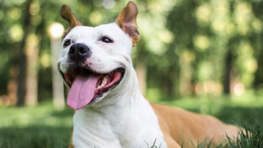 Denver repeals 30-year-ban on pit bulls