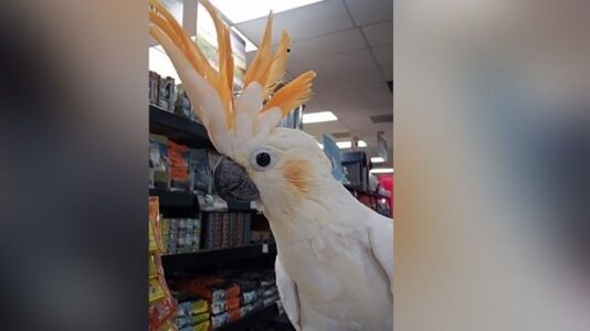 Thieves snatch pair of $2,000 exotic birds from pet store