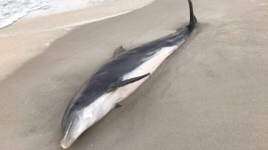 Dead dolphins with gun shot, stab wounds wash up on Florida shores