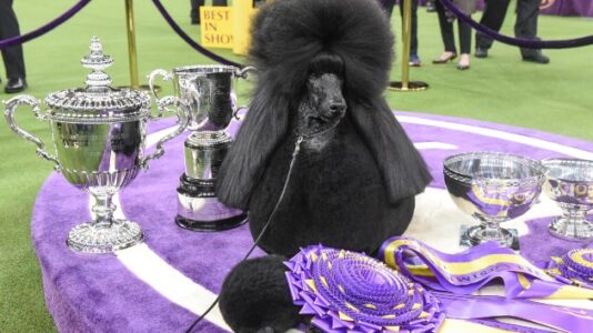 Standard poodle wins best in show at Westminster Dog Show