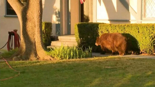 Black bear safely removed after stroll through Southern California neighborhood