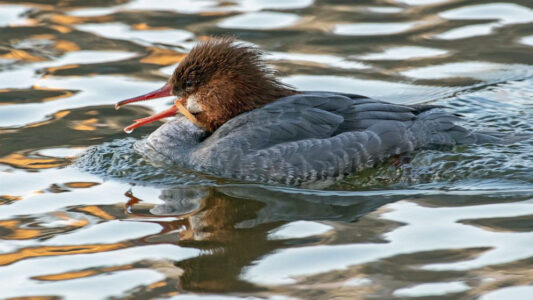 In NYC’s Central Park, rangers rush to save rare duck with injured beak