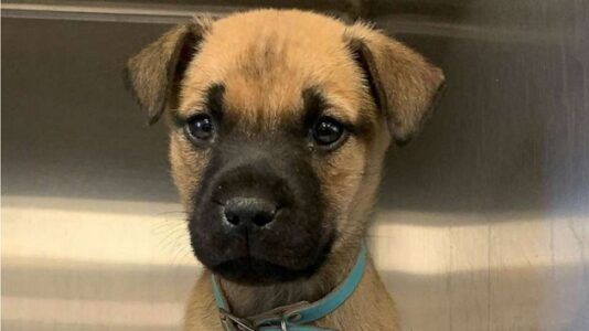 Homes wanted: Pets in need of urgent placement as shelters close amid coronavirus