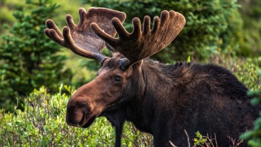 ‘Leave wildlife wild’ officials warn after moose defends its territory against woman