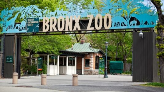 Eight big cats test positive for COVID-19 after zookeeper accidentally infects them