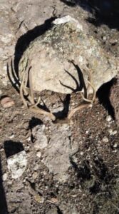 Cedar City man charged in connection with poaching of buck deer