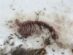CVL (4) Carcass in snow