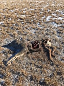 Eight deer shot and left to waste in multiple locations in Wayne County