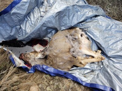 2 doe deer illegally shot in Carbon County