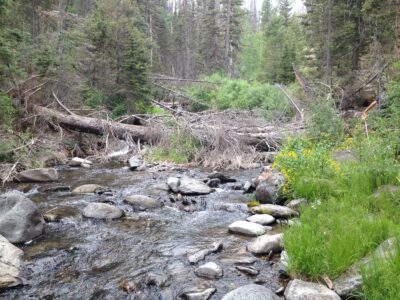 Daily limit increased to 8 trout at Mammoth Creek prior to rotenone treatment
