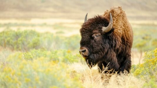 Woman, 72, gored multiple times by bison after getting too close taking pictures