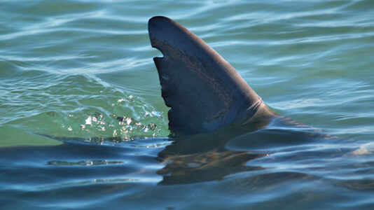 Teen survives shark attack on North Carolina beach