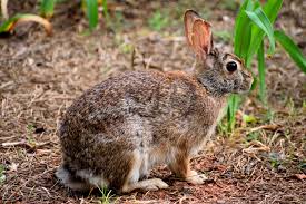 Fatal Rabbit Disease Detected in Utah