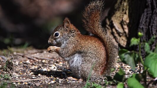 Squirrel tests positive for the bubonic plague in Colorado