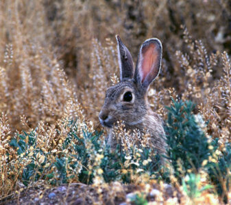Cottontail rabbit numbers are down this year, but if you find a pocket of rabbits, you can still have some fast shooting.  Utah's rabbit hunt runs until Feb. 28.