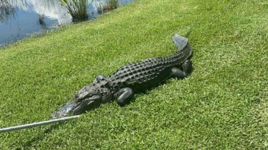 Gator suspected in attack on Florida woman captured; tiger on the loose in Tennessee