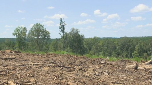 Black Americans are leaving their homes to start their own all-Black communities