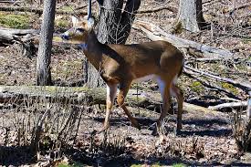 Two Deer Illegally Killed In Iron County