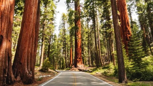 Veterans, Gold Star families now get free admission to national parks