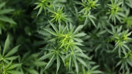 Marijuana legalization measures pass in five states