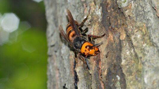 More than 500 ‘murder hornets’ collected from first known nest in US
