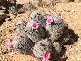Utah scientists get dirty to save threatened cactus