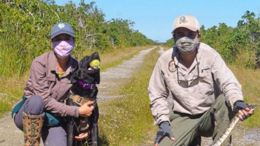 Python-sniffing dogs are Florida’s newest weapon in fighting invasive snakes