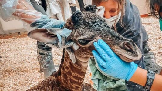 Newborn giraffe dies when mother accidentally steps on its neck after giving birth
