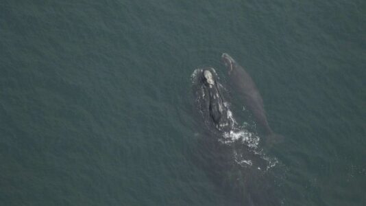 More critically endangered right whale calves spotted off Florida coast