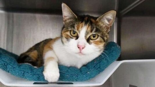 Cat reunites with owner after vanishing three years ago in deadly California mudslides