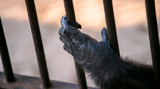 Twelve primates die at Texas animal sanctuary after frigid weather causes power failure