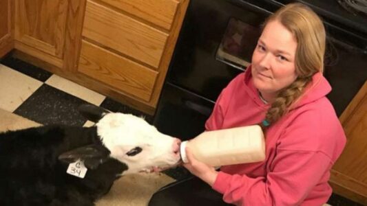 Family farm brings calves into the kitchen with South hit by record cold