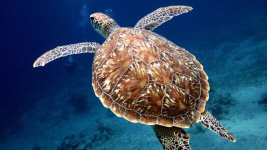 Thousands of cold-stunned turtles rescued from freezing temperatures in Texas nearing release