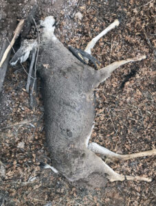 Deer poached, antlers removed in south-central Utah
