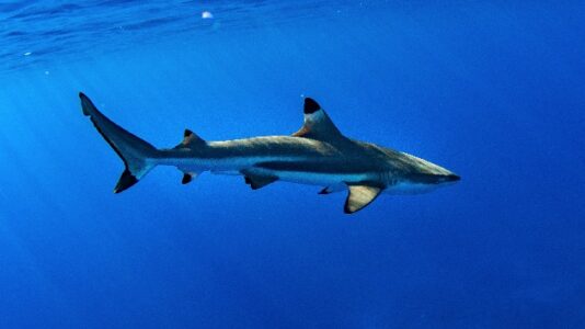 New York man convicted of selling sharks on the internet