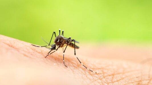 Invasive species of mosquito that could transmit diseases from animals to people found in Florida
