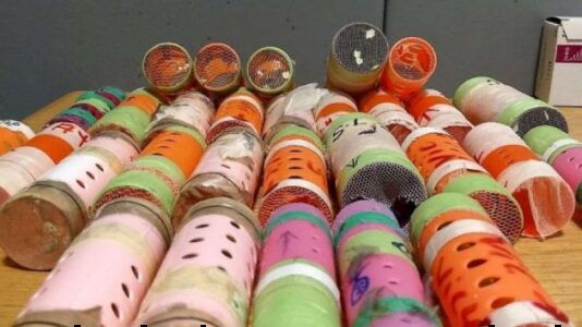 29 finches sealed inside hair rollers discovered in man’s luggage as he arrives in US