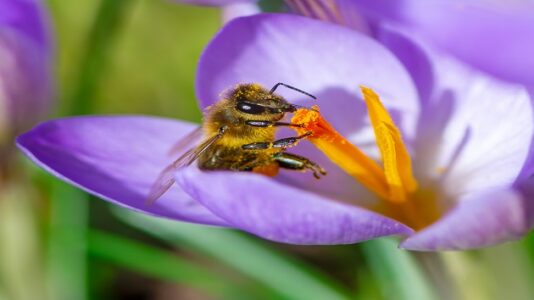 Here’s how you can help save bees and other pollinators