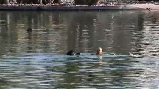 Police open fire during hours-long standoff with lake-swimming suspect at LA park