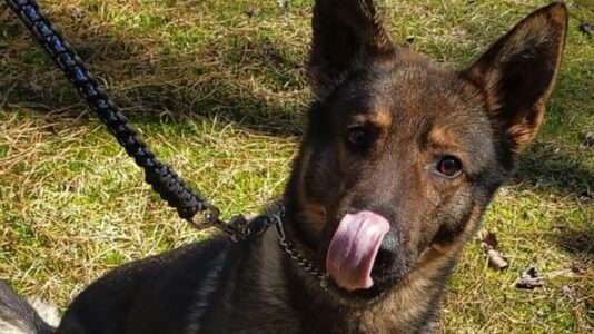 Police officer resigns after video shows him slamming K-9 into patrol car