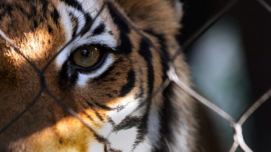 Carole Baskin offering $5k reward for missing tiger in Houston