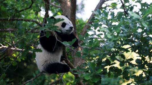 ‘Little Miracle’ panda cub makes public debut as National Zoo reopens