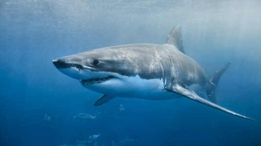 How to stay safe from shark attacks this summer
