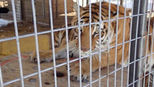 US seizes 68 big cats from exotic animal park owner Jeffrey Lowe of ‘Tiger King’ fame