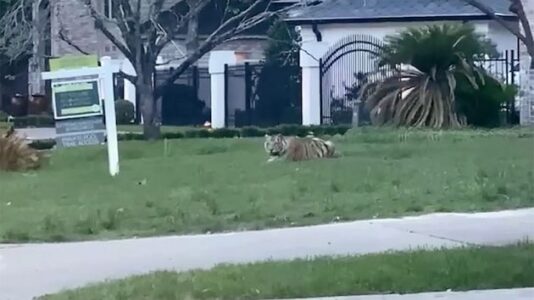 Tiger on loose in Houston for nearly a week moved to animal sanctuary