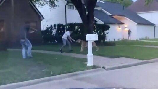 Houston tiger’s whereabouts remain a mystery as jailed man says he’s not the owner